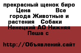 прекрасный щенок биро › Цена ­ 20 000 - Все города Животные и растения » Собаки   . Ненецкий АО,Нижняя Пеша с.